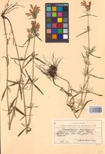 MHA 0 155 914, Dracocephalum ruyschiana L., Eastern Europe, Central region (E4) (Russia)