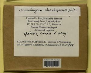 Anoectangium stracheyanum Mitt., Bryophytes, Bryophytes - Russian Far East (excl. Chukotka & Kamchatka) (B20) (Russia)