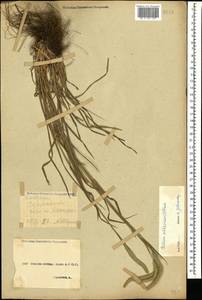 Phleum phleoides (L.) H.Karst., Caucasus, Stavropol Krai, Karachay-Cherkessia & Kabardino-Balkaria (K1b) (Russia)