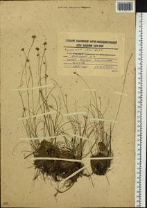 Rhynchospora alba (L.) Vahl, Siberia, Russian Far East (S6) (Russia)