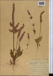 Psylliostachys spicata (Willd.) Nevski, Middle Asia, Syr-Darian deserts & Kyzylkum (M7) (Uzbekistan)