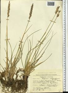 Leymus villosissimus (Scribn.) Tzvelev, Siberia, Chukotka & Kamchatka (S7) (Russia)