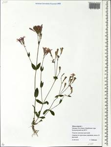 Atocion armeria (L.) Fourr., Eastern Europe, Moscow region (E4a) (Russia)