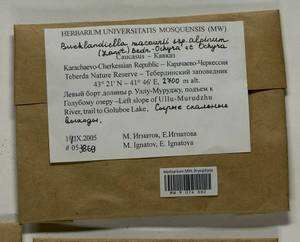 Bucklandiella macounii subsp. alpina (E. Lawton) Bedn.-Ochyra & Ochyra, Bryophytes, Bryophytes - North Caucasus & Ciscaucasia (B12) (Russia)