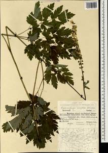 Actaea simplex (DC.) Wormsk. ex Fisch. & C. A. Mey., Mongolia (MONG) (Mongolia)