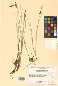 Carex magellanica subsp. irrigua (Wahlenb.) Hiitonen, Siberia, Russian Far East (S6) (Russia)