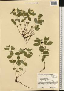 Cornus suecica L., Eastern Europe, Northern region (E1) (Russia)