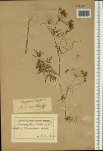 Chaerophyllum prescottii DC., Eastern Europe, Middle Volga region (E8) (Russia)