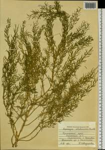 Asparagus schoberioides Kunth, Siberia, Russian Far East (S6) (Russia)