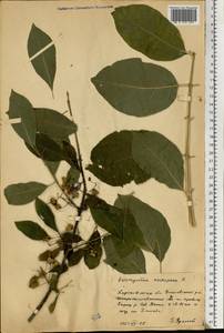 Euonymus europaeus L., Eastern Europe, North Ukrainian region (E11) (Ukraine)