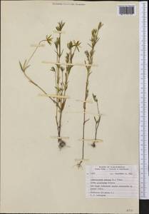 Lomatogonium rotatum (L.) Fries ex Fern., America (AMER) (Canada)