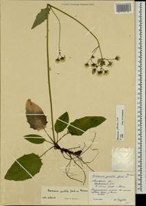 Hieracium jurassicum subsp. translucens (Arv.-Touv.) Greuter, Eastern Europe, Central forest region (E5) (Russia)