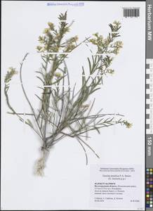 Genista tinctoria subsp. tinctoria, Eastern Europe, Lower Volga region (E9) (Russia)