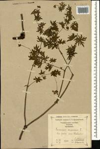 Geranium sanguineum L., Caucasus, Georgia (K4) (Georgia)