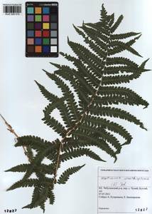 Matteuccia struthiopteris (L.) Tod., Siberia, Altai & Sayany Mountains (S2) (Russia)