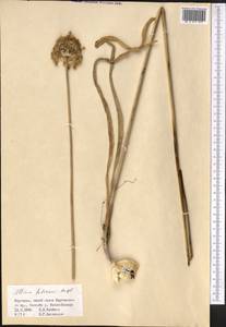 Allium fetisowii Regel, Middle Asia, Northern & Central Tian Shan (M4) (Kyrgyzstan)