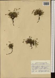 Dianthus microlepis Boiss., Western Europe (EUR) (Bulgaria)