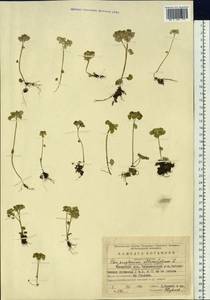 Chrysosplenium alternifolium L., Siberia, Baikal & Transbaikal region (S4) (Russia)