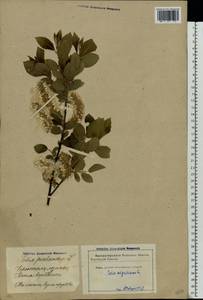 Salix myrsinifolia Salisb., Eastern Europe, Latvia (E2b) (Latvia)