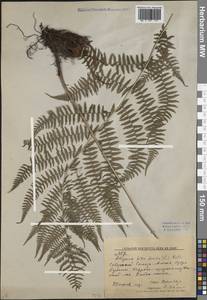 Athyrium filix-femina (L.) Roth, Siberia, Russian Far East (S6) (Russia)