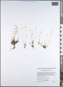 Sabulina stricta (Sw.) Rchb., Siberia, Russian Far East (S6) (Russia)