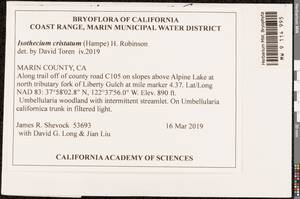 Pseudisothecium cristatum (Hampe) Ignatova, Fedosov & Ignatov, Bryophytes, Bryophytes - America (BAm) (United States)