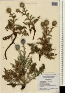 Echinops ritro subsp. ruthenicus (M. Bieb.) Nyman, Crimea (KRYM) (Russia)