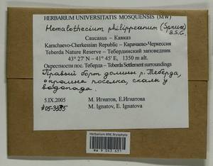 Homalothecium philippeanum (Spruce) Schimp., Bryophytes, Bryophytes - North Caucasus & Ciscaucasia (B12) (Russia)