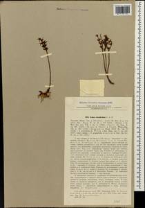 Phedimus obtusifolius (C. A. Mey.) 't Hart, Caucasus, Azerbaijan (K6) (Azerbaijan)