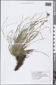 Carex digitata L., Eastern Europe, Middle Volga region (E8) (Russia)