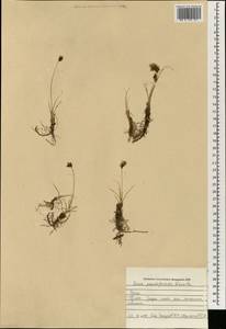 Carex pseudofoetida Kük., South Asia, South Asia (Asia outside ex-Soviet states and Mongolia) (ASIA) (Iraq)