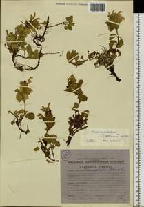 Dracocephalum stellerianum Hiltebr., Siberia, Yakutia (S5) (Russia)