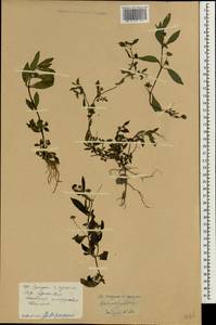 Eclipta alba (L.) Hassk., South Asia, South Asia (Asia outside ex-Soviet states and Mongolia) (ASIA) (China)
