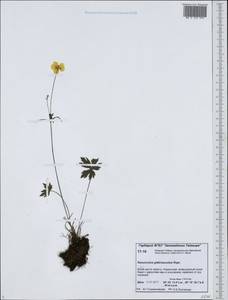 Ranunculus propinquus subsp. glabriusculus (Rupr.) Kuvaev, Siberia, Central Siberia (S3) (Russia)