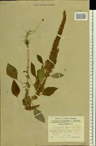 Amaranthus cruentus L., Eastern Europe, South Ukrainian region (E12) (Ukraine)