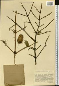Picea brachytyla var. brachytyla, Siberia, Russian Far East (S6) (Russia)