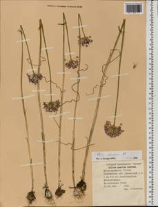 Allium caeruleum Pall., Eastern Europe, Eastern region (E10) (Russia)