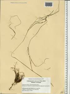 Calamagrostis canescens (Weber) Roth, Eastern Europe, North-Western region (E2) (Russia)