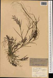 Leptochloa chinensis (L.) Nees, South Asia, South Asia (Asia outside ex-Soviet states and Mongolia) (ASIA) (China)