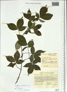 Euonymus verrucosus Scop., Siberia, Russian Far East (S6) (Russia)