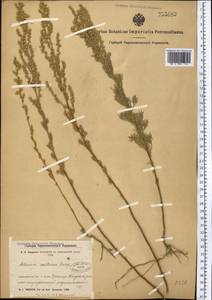 Artemisia austriaca Jacq., Middle Asia, Northern & Central Kazakhstan (M10) (Kazakhstan)