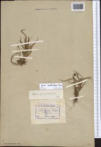 Luzula wahlenbergii Rupr., Eastern Europe, Northern region (E1) (Russia)