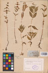 MHA 0 158 014, Mentha arvensis L., Eastern Europe (no precise locality) (E0) (Not classified)