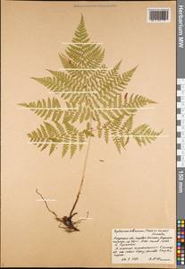 Diplazium sibiricum (Turcz. ex Kunze) Sa. Kurata, Siberia, Russian Far East (S6) (Russia)