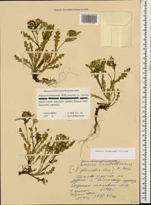 Senecio leucanthemifolius subsp. caucasicus (DC.) Greuter, Caucasus, North Ossetia, Ingushetia & Chechnya (K1c) (Russia)