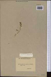 Lythrum hyssopifolia L., Middle Asia, Northern & Central Kazakhstan (M10) (Kazakhstan)