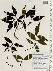 Urophyllum streptopodium Wall. ex Hook.f., South Asia, South Asia (Asia outside ex-Soviet states and Mongolia) (ASIA) (Vietnam)