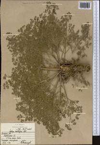 Prangos odontalgica (Pall.) Herrnst. & Heyn, Middle Asia, Caspian Ustyurt & Northern Aralia (M8) (Kazakhstan)