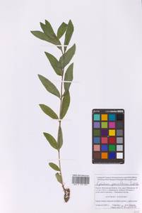 Epilobium parviflorum Schreb., Eastern Europe, Moscow region (E4a) (Russia)