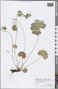 Alchemilla altaica Juz., Eastern Europe, Northern region (E1) (Russia)